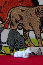 Calve